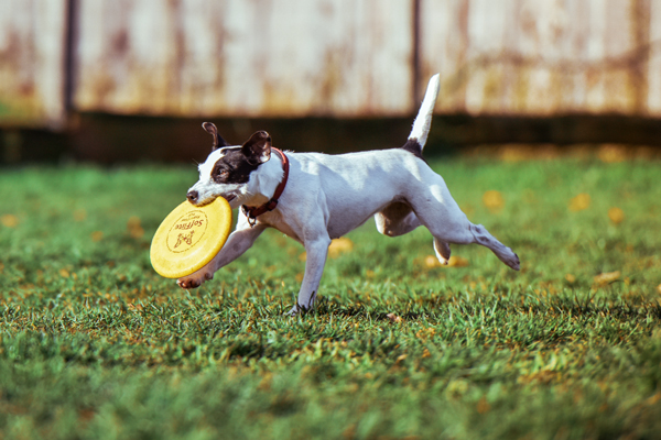 foto de cachorro brincando