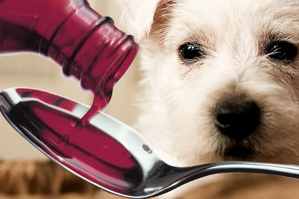 foto de cachorro tomando remédio